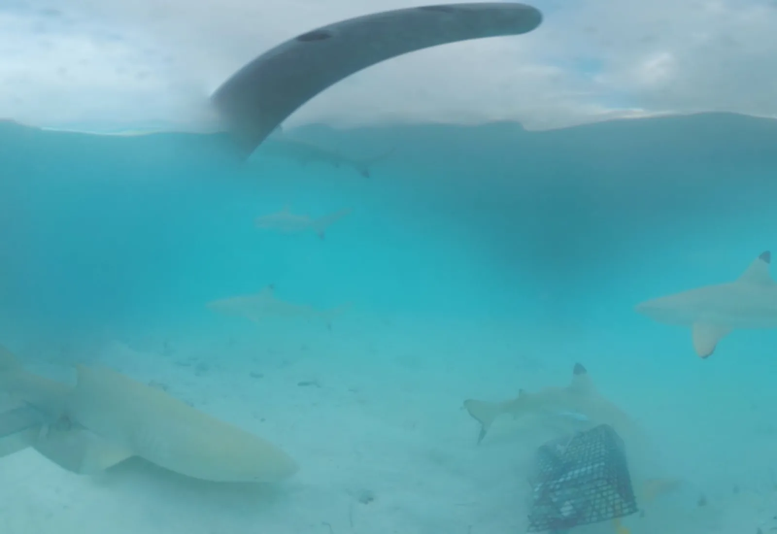 underwater images of sharks on tetiaroa atoll