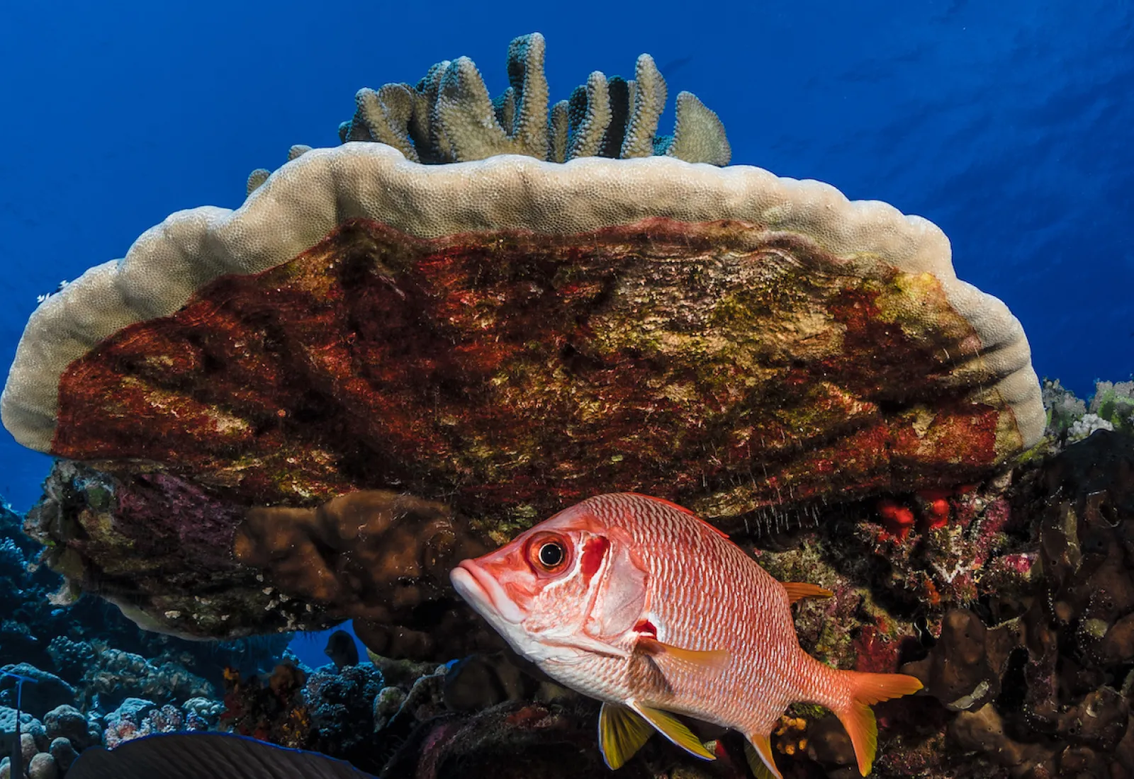 Apai under a coral head