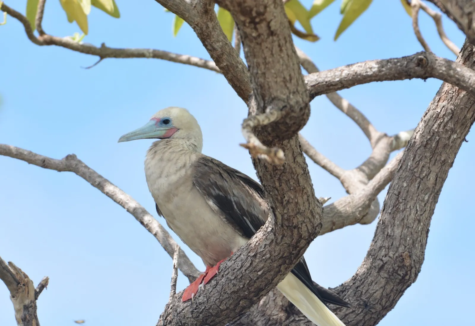 red-footed booby