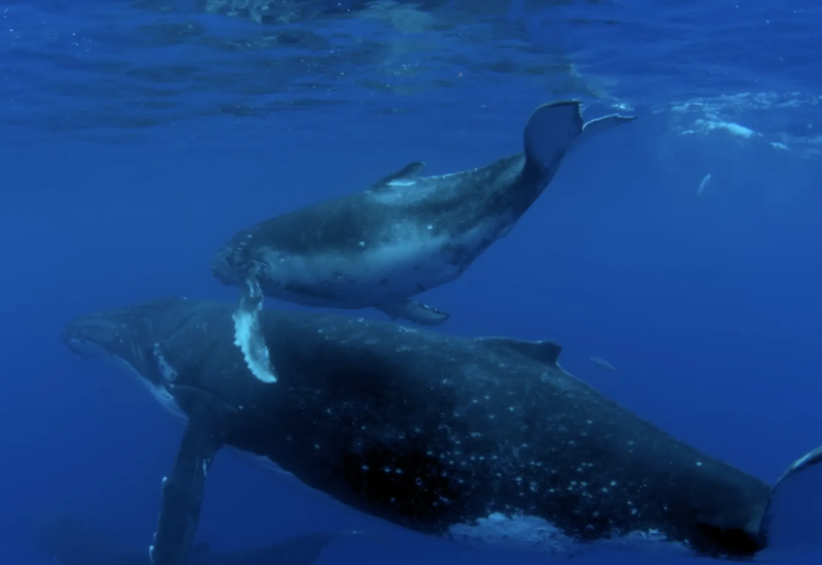 whale mama and calf