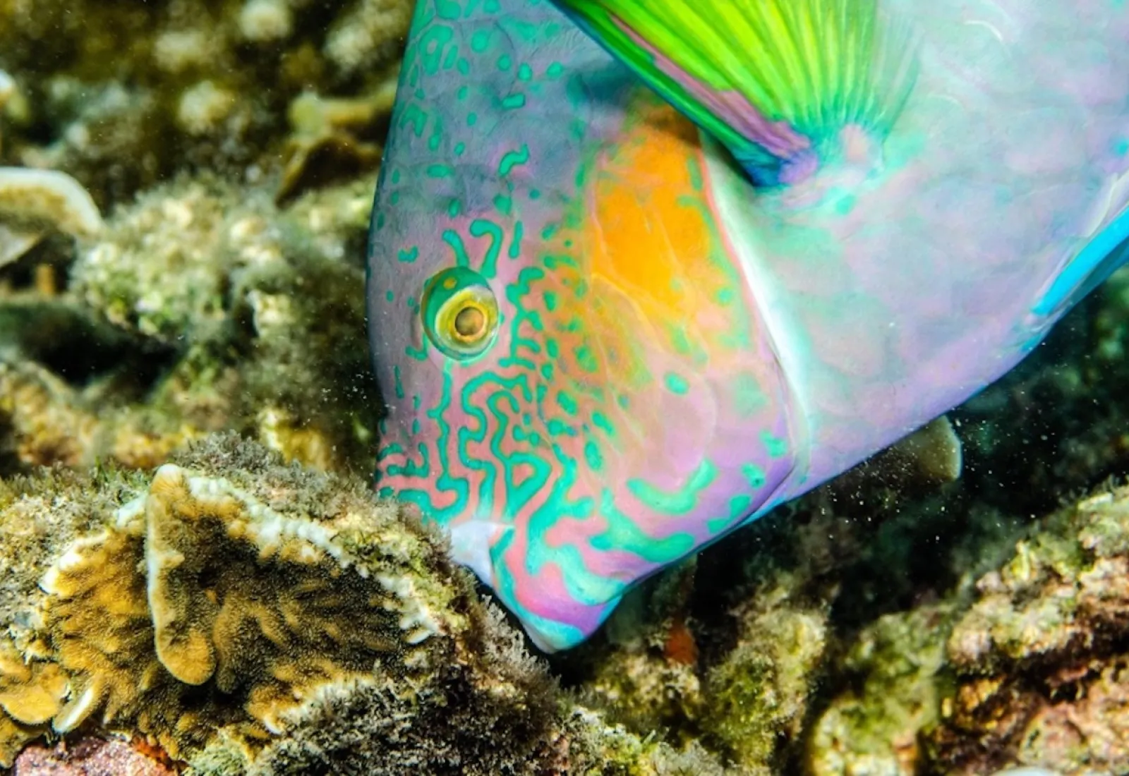 parrotfish eating algae