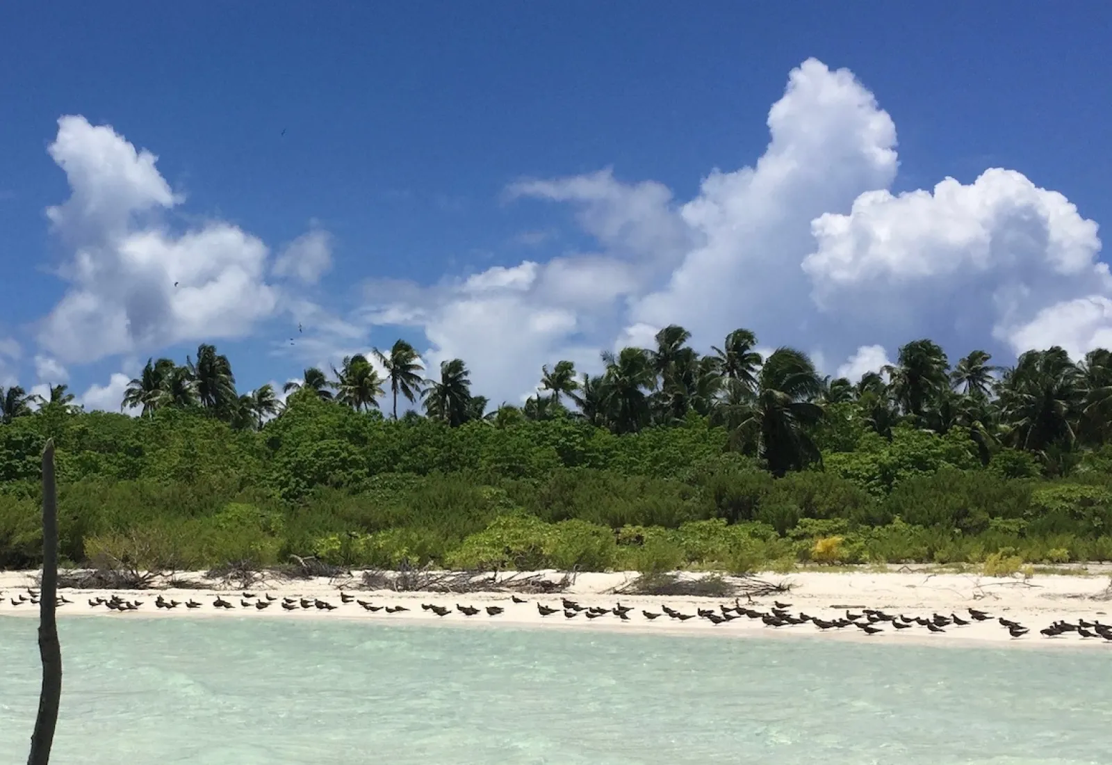 bird island, Tetiaroa atoll