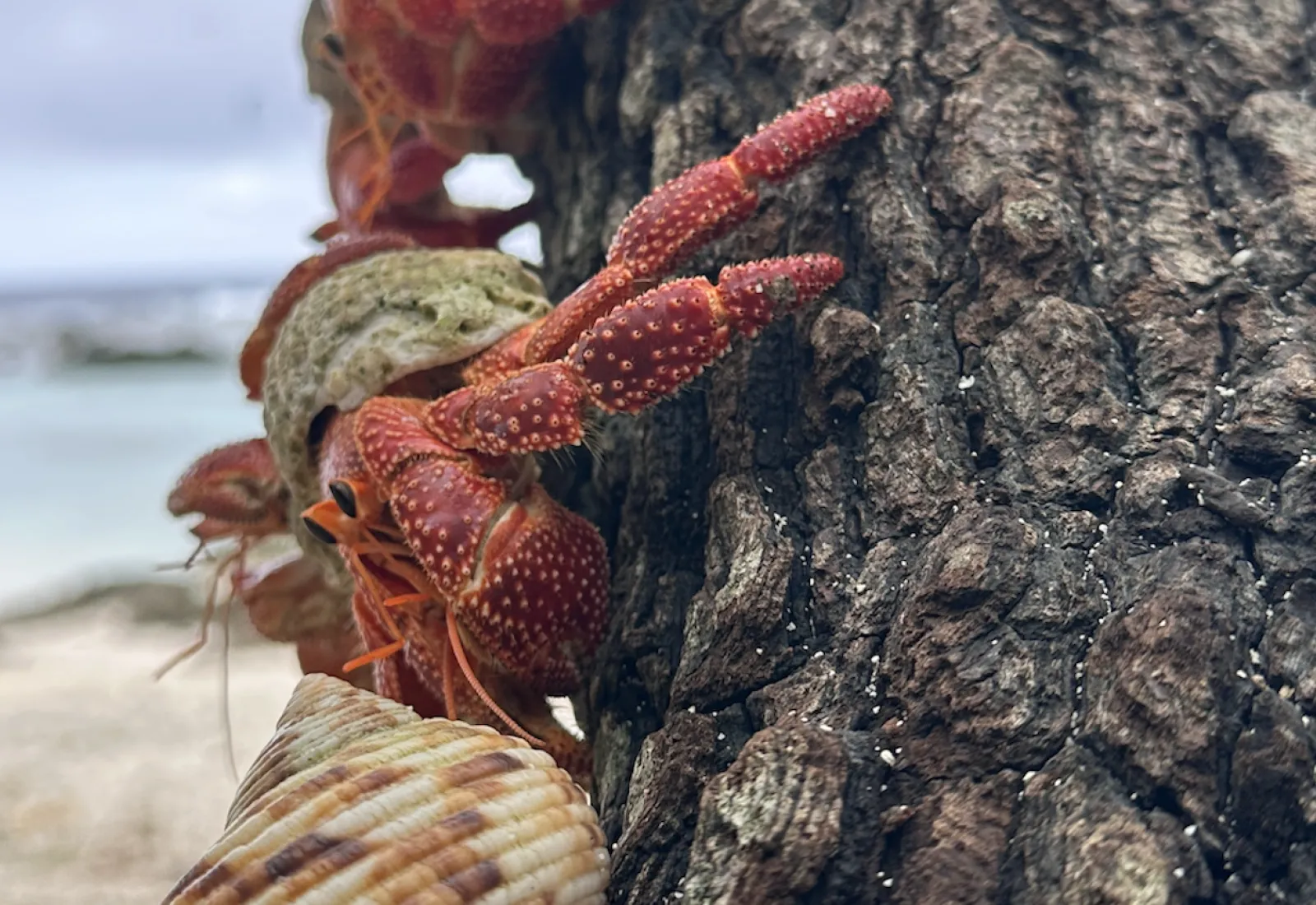 climbing strawberry hermit crab