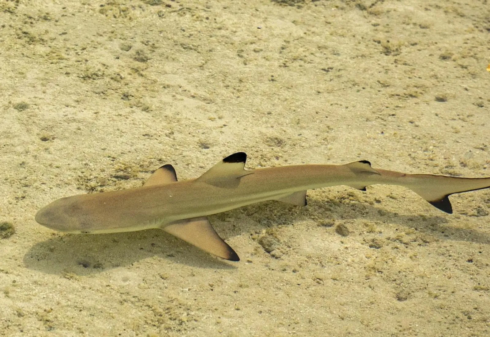 Blacktip Photo:Mark Stone