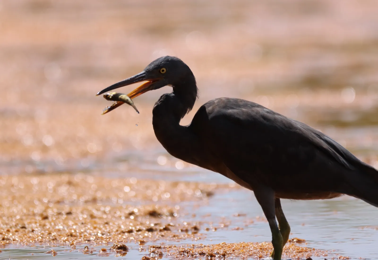 reef heron with a fish