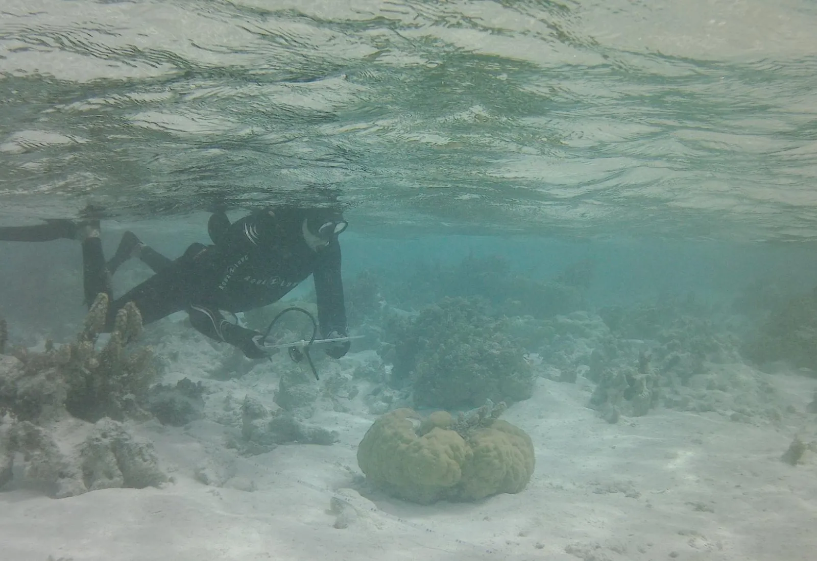 snorkeler completing a fish transect in the Tetiaroa lagoon