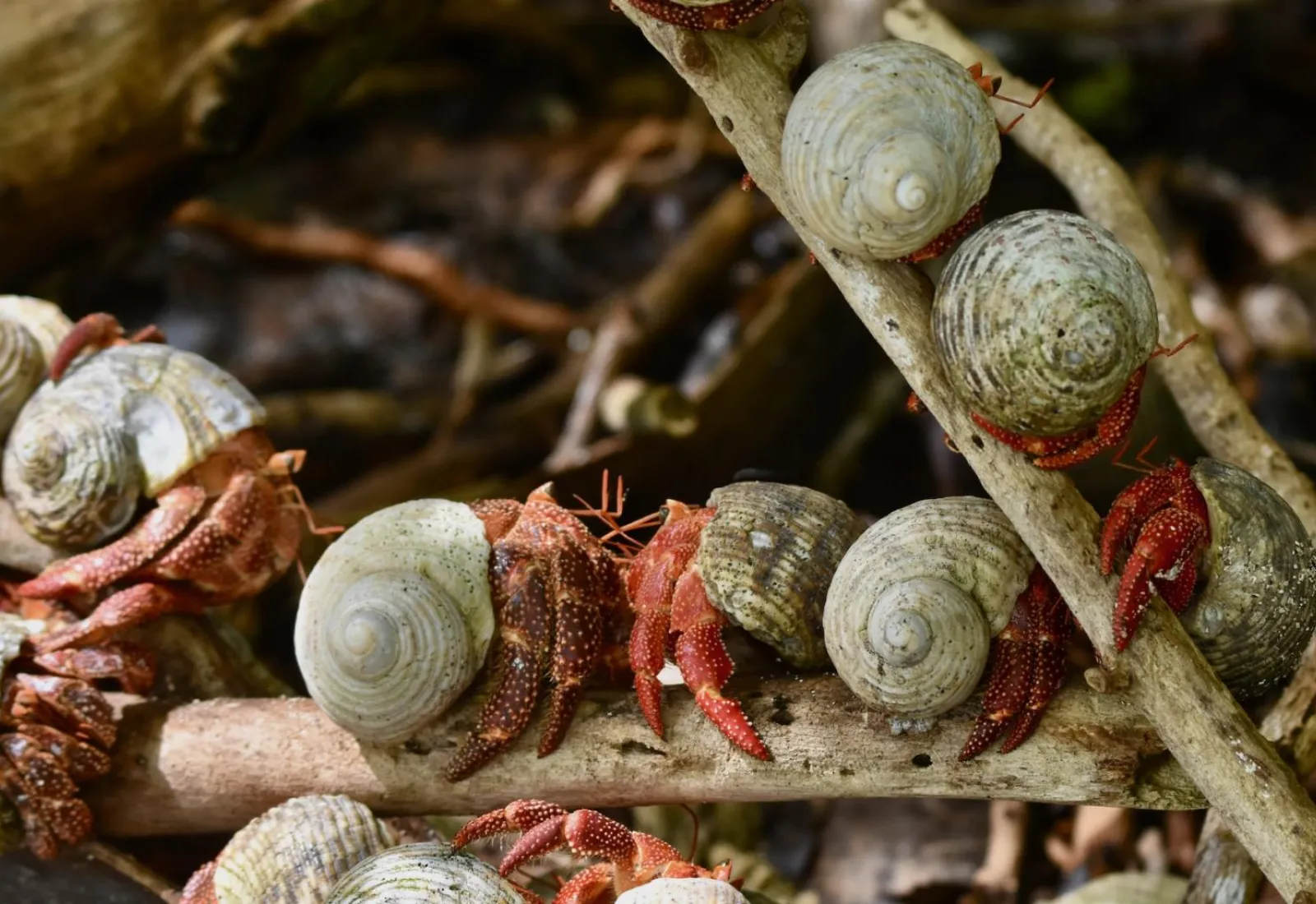 strawberry hermit crabs up in the branches