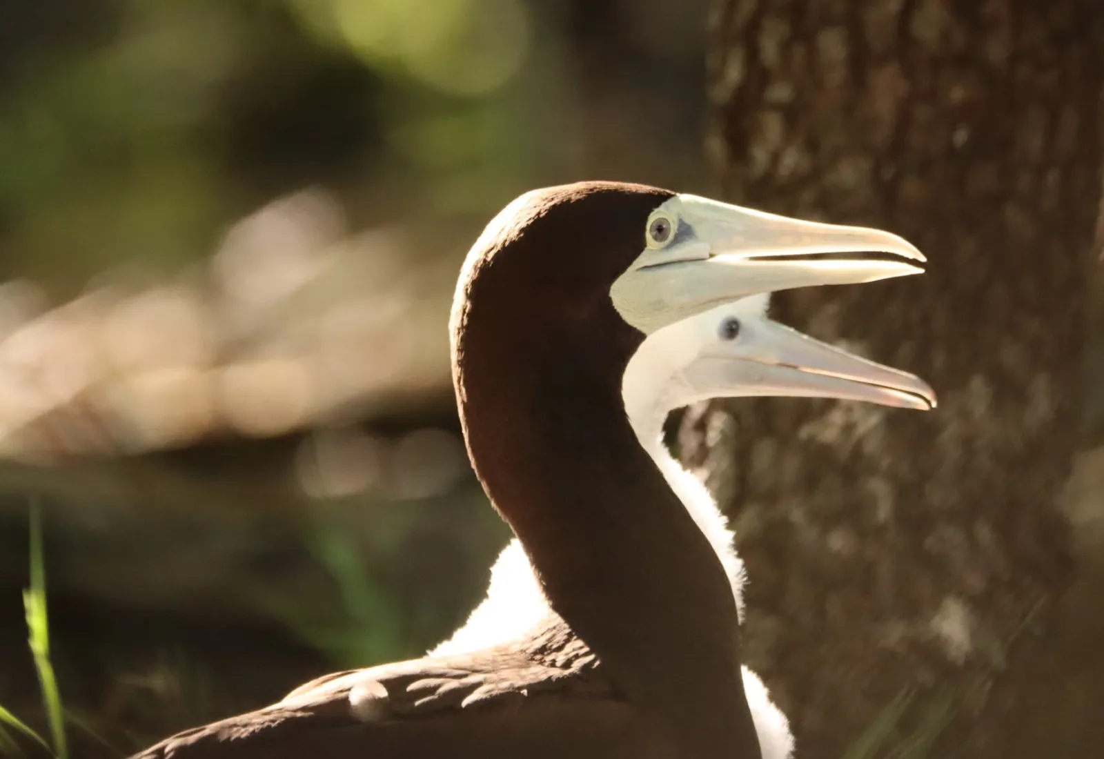 brown boobie adult and chick