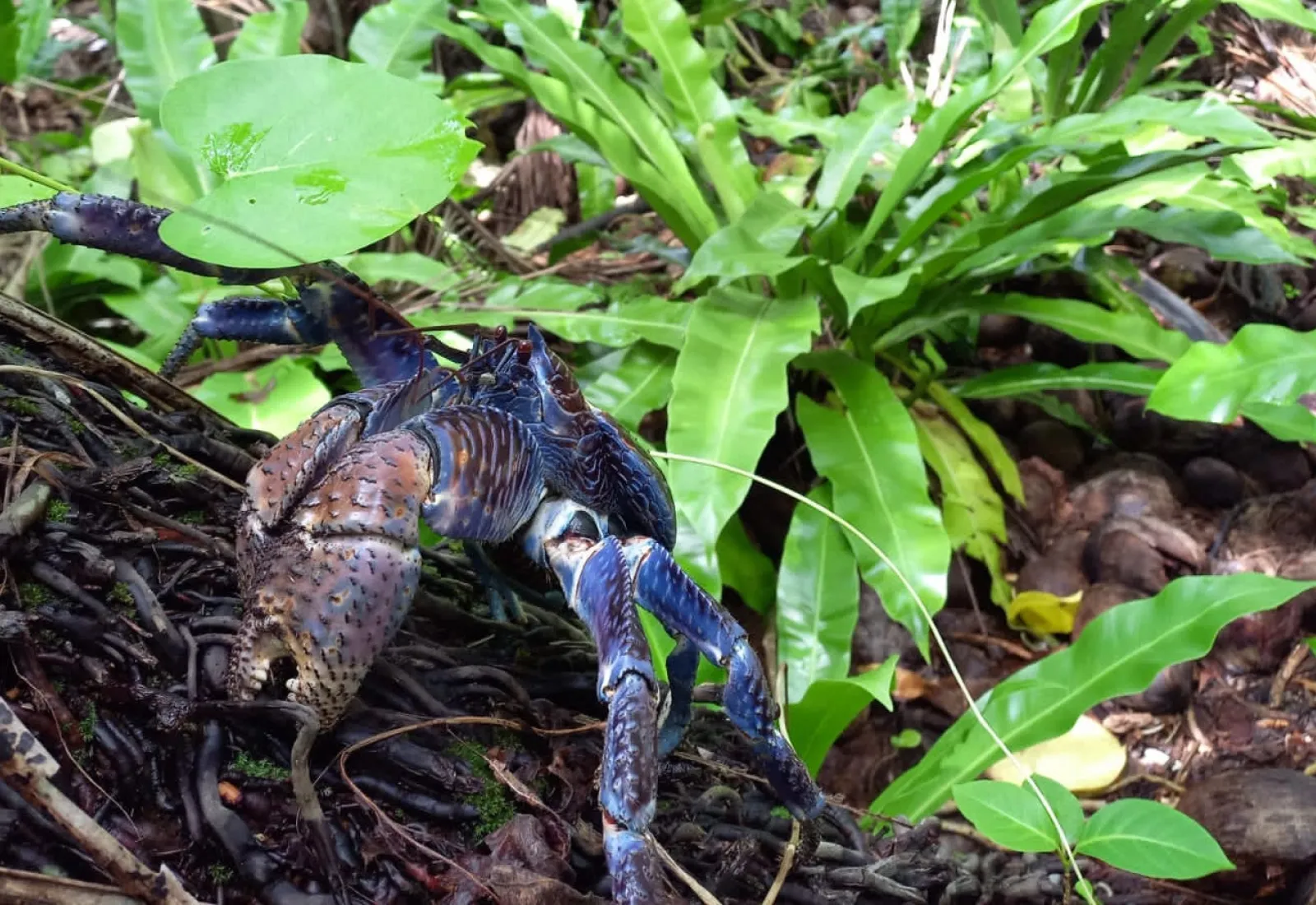 coconut crab in the tetiaroa forest