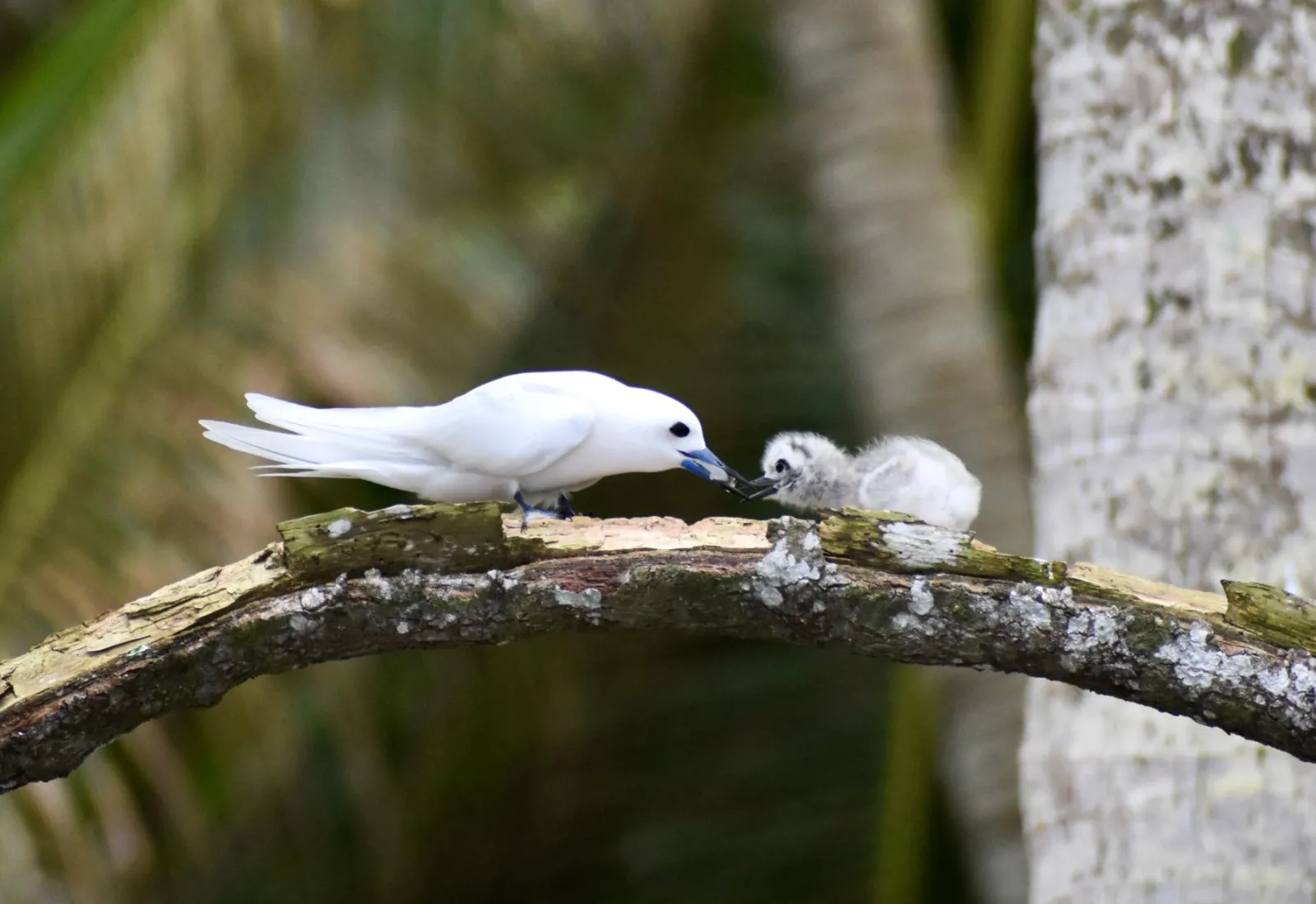 white tern feeding its chick