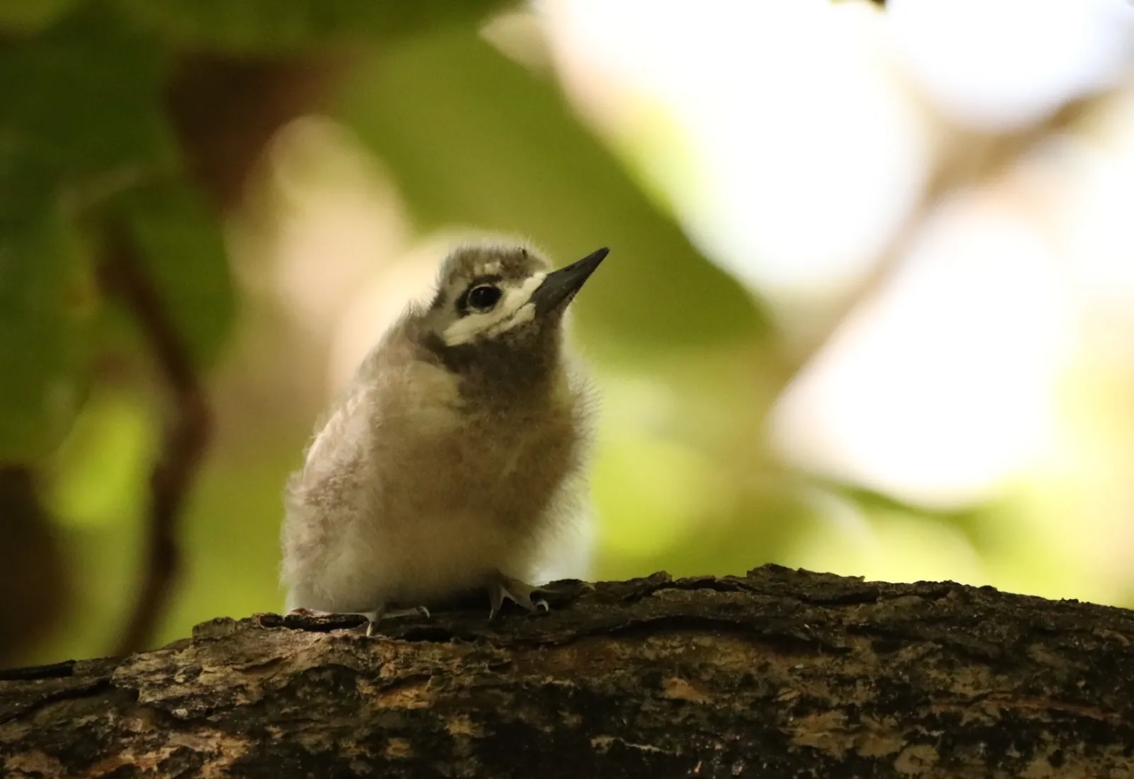 white tern chick on Tetiaroa atoll