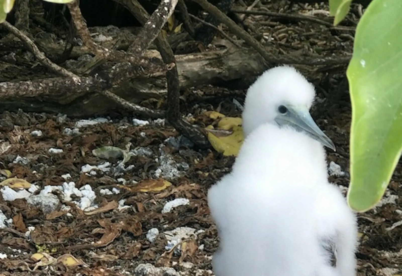 banded juvenile brown booby