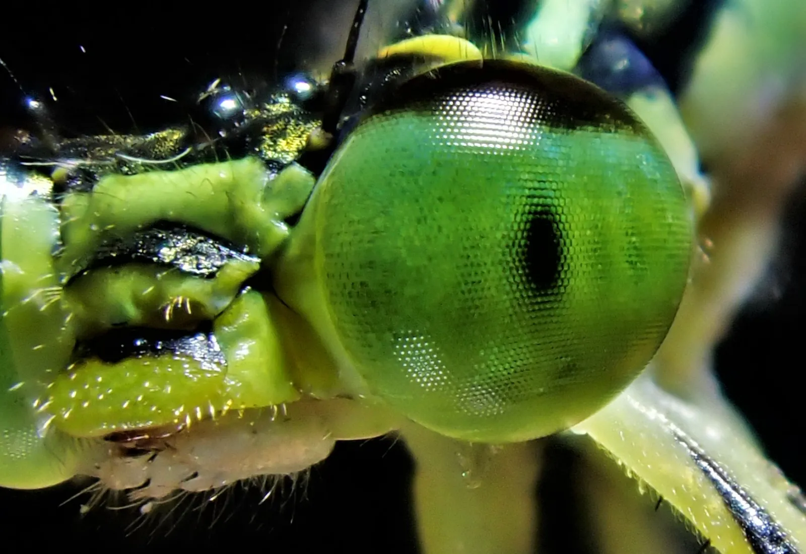 dragonfly eyes