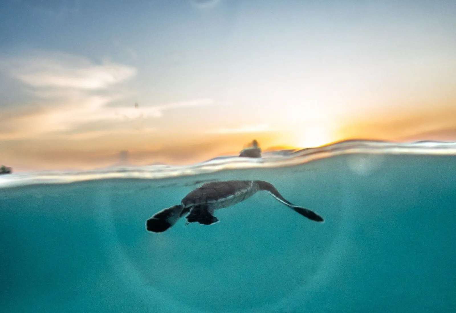 green turtle hatchling