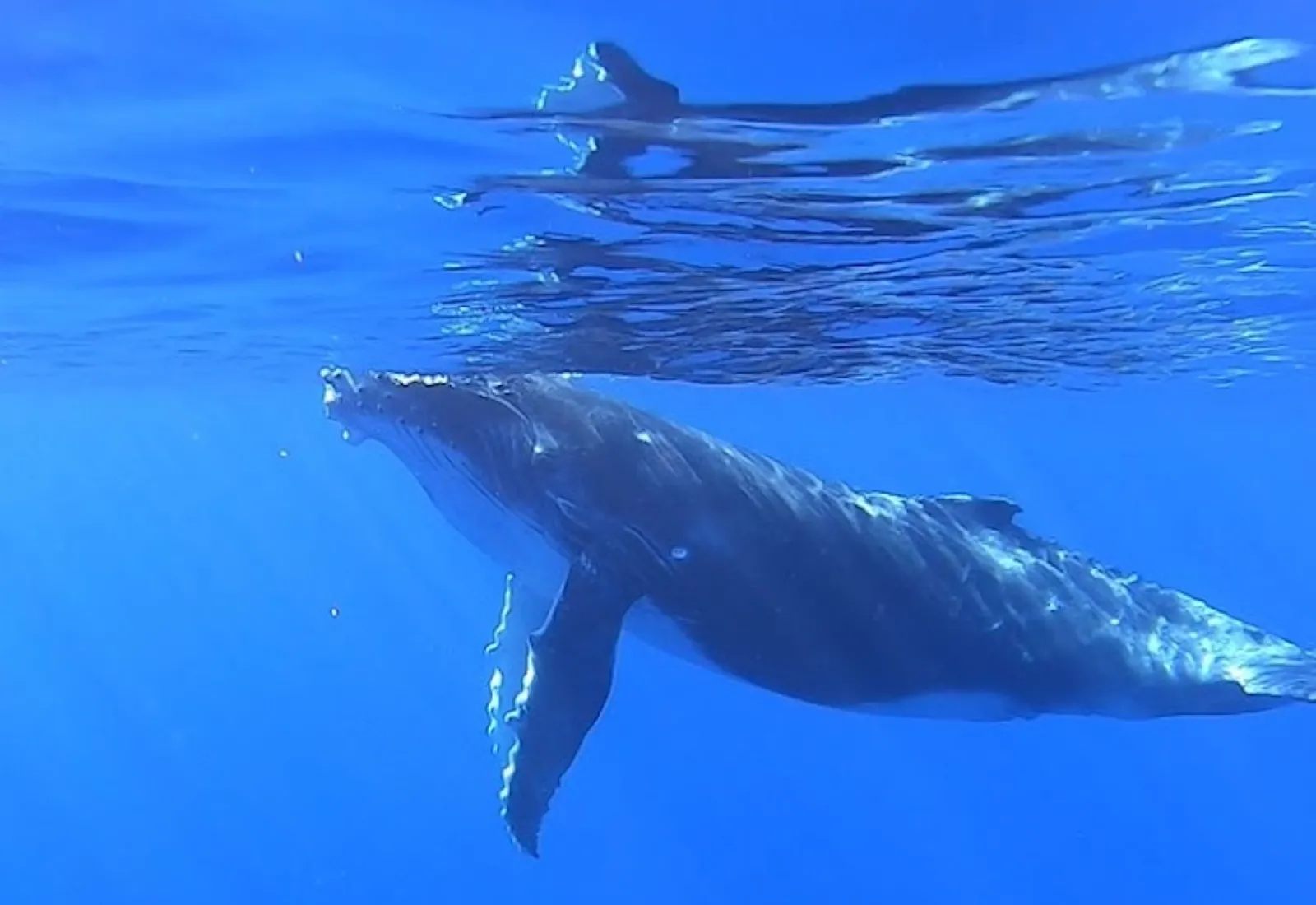 humpback whale