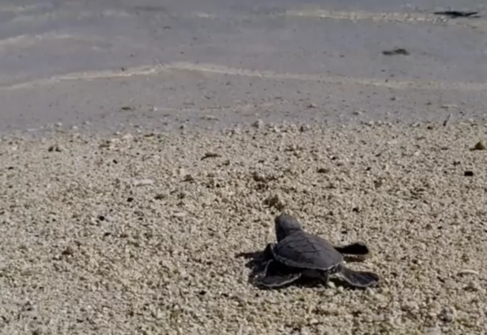 baby green turtle