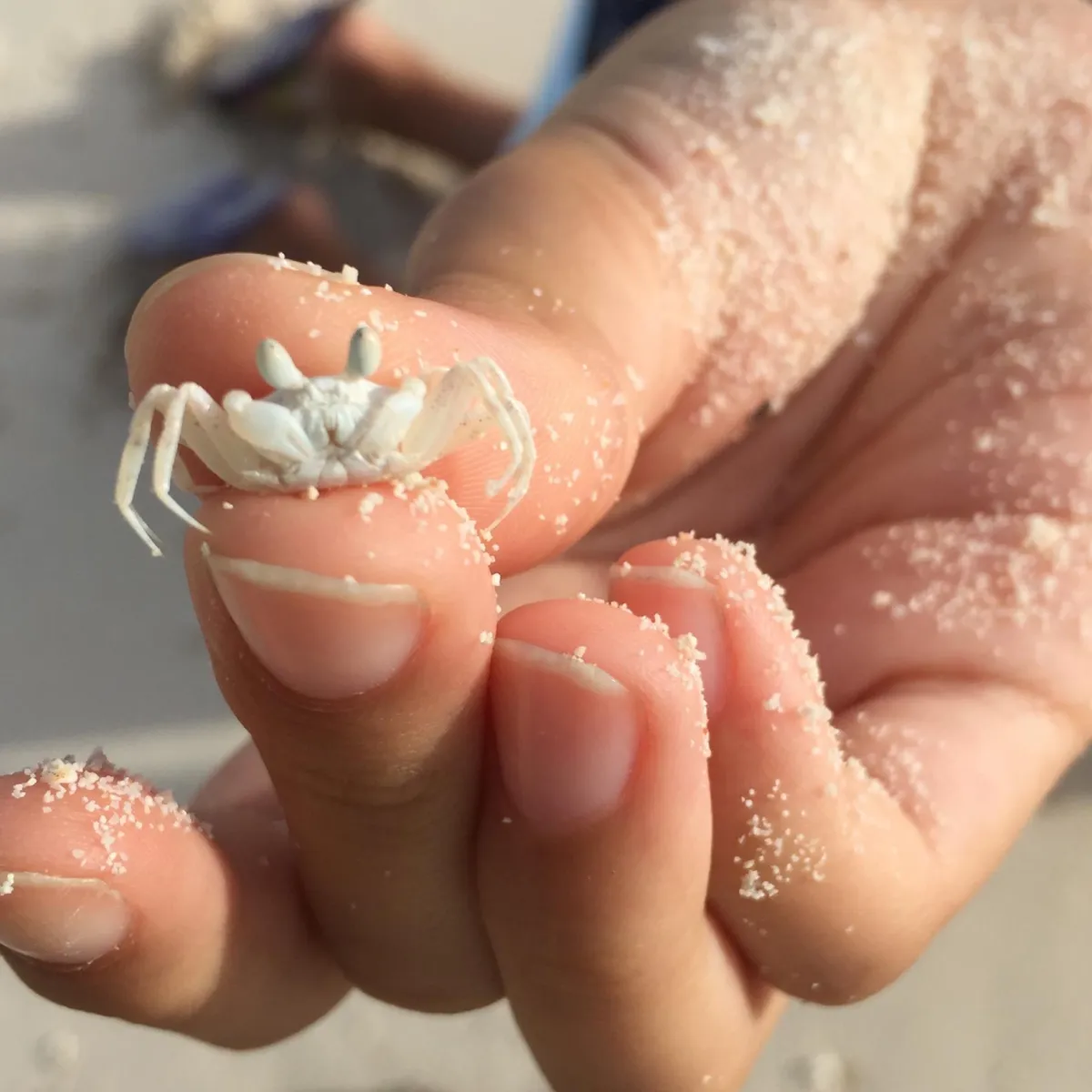 It gets its name from the horn like eyes that protrude up from its body and its sandy color that makes it blend into the background when it stands still.