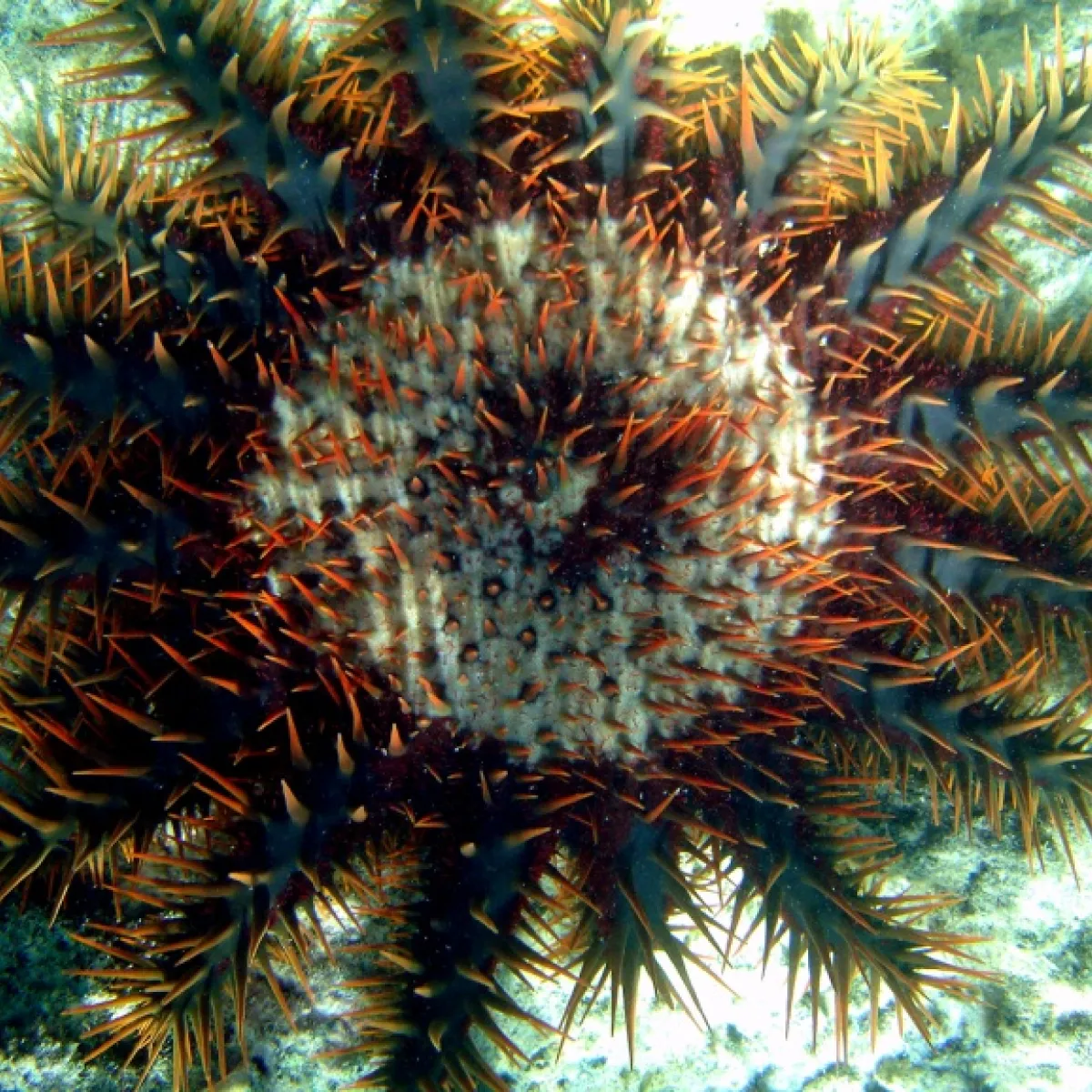 Despite their stiff appearance, crown-of-thorns starfish are surprisingly agile.