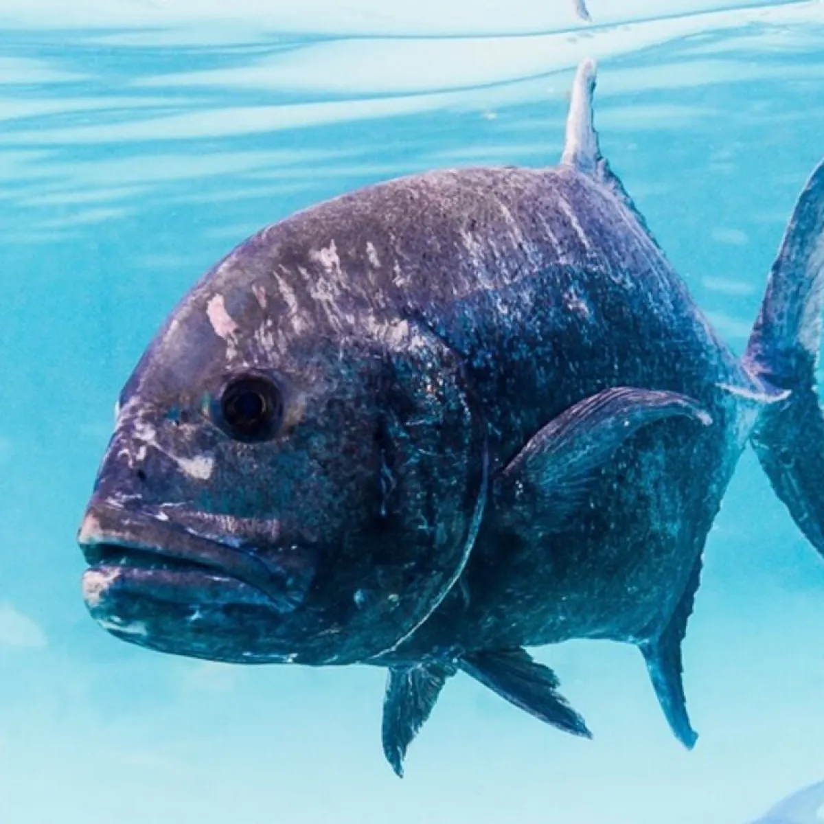 Photo: François Libert This jackfish is the largest of French Polynesia. It has a silver body with metallic reflections and a broad, curved head.