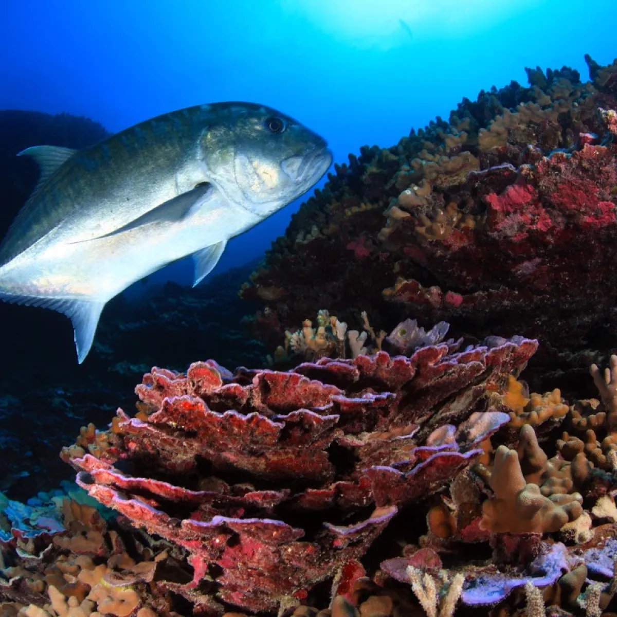 Photo: Greg McFall | NOAA It travels alone or in small groups and spends time in small crevices in the reef looking for prey (crustaceans and other fish).