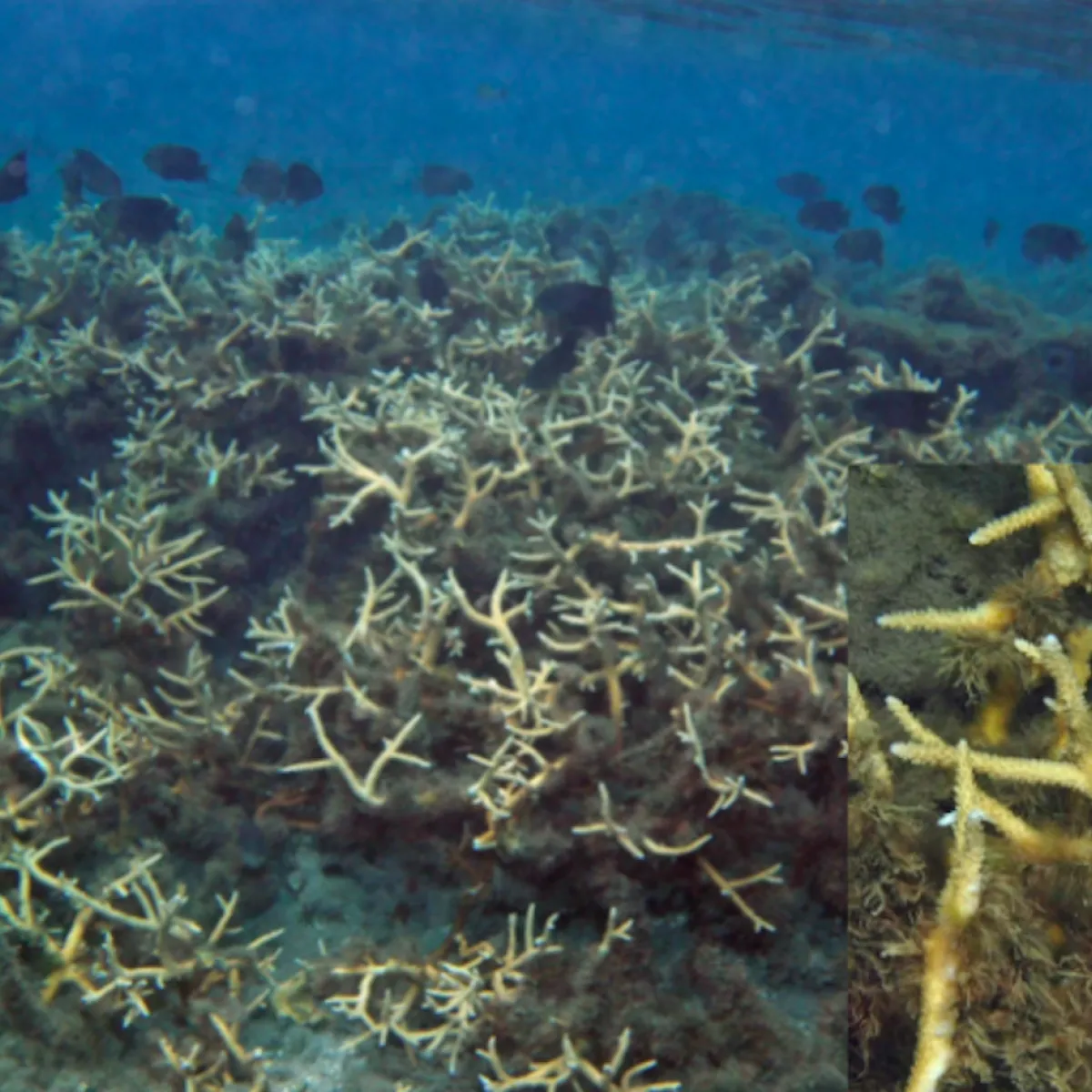 Staghorn coral is the most abundant and important group of corals in the reef. It is sensitive and fragile.
