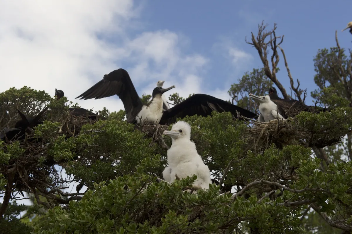 Tetiaroa birds