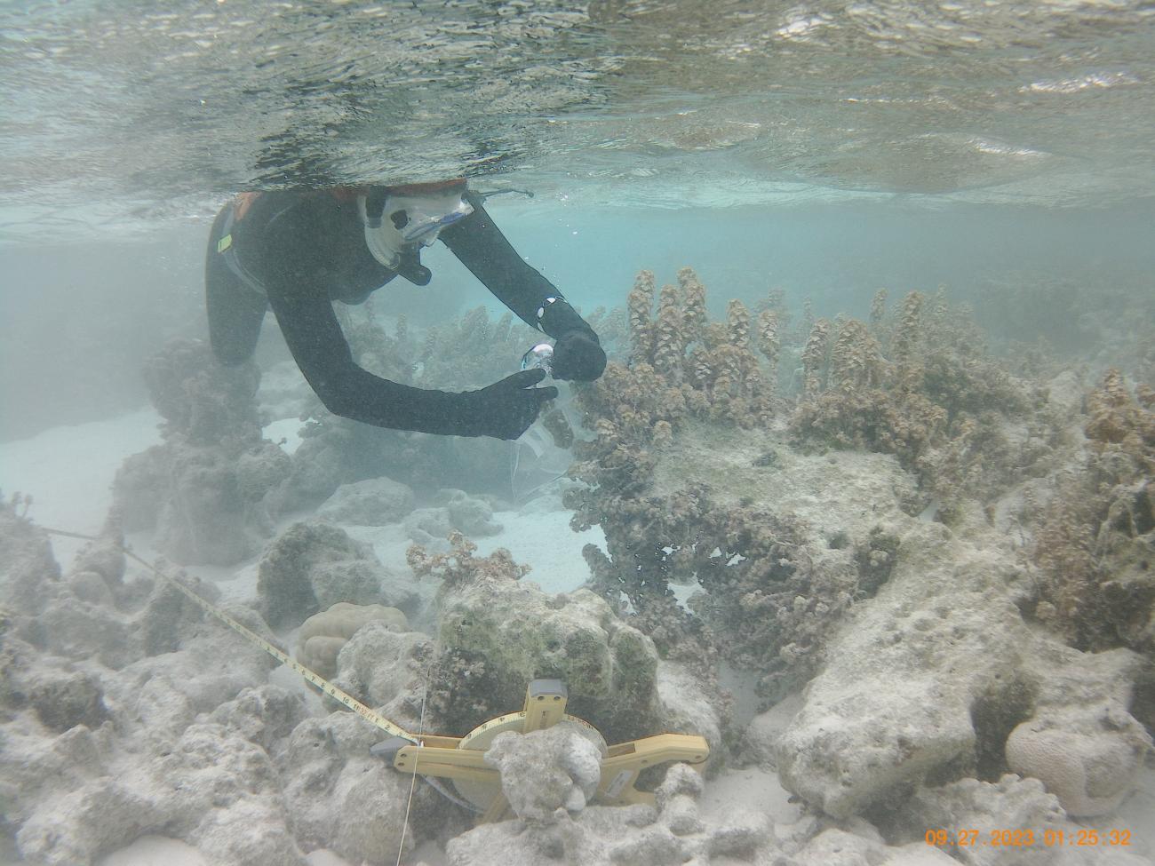 snorkeler collecting an algae sample