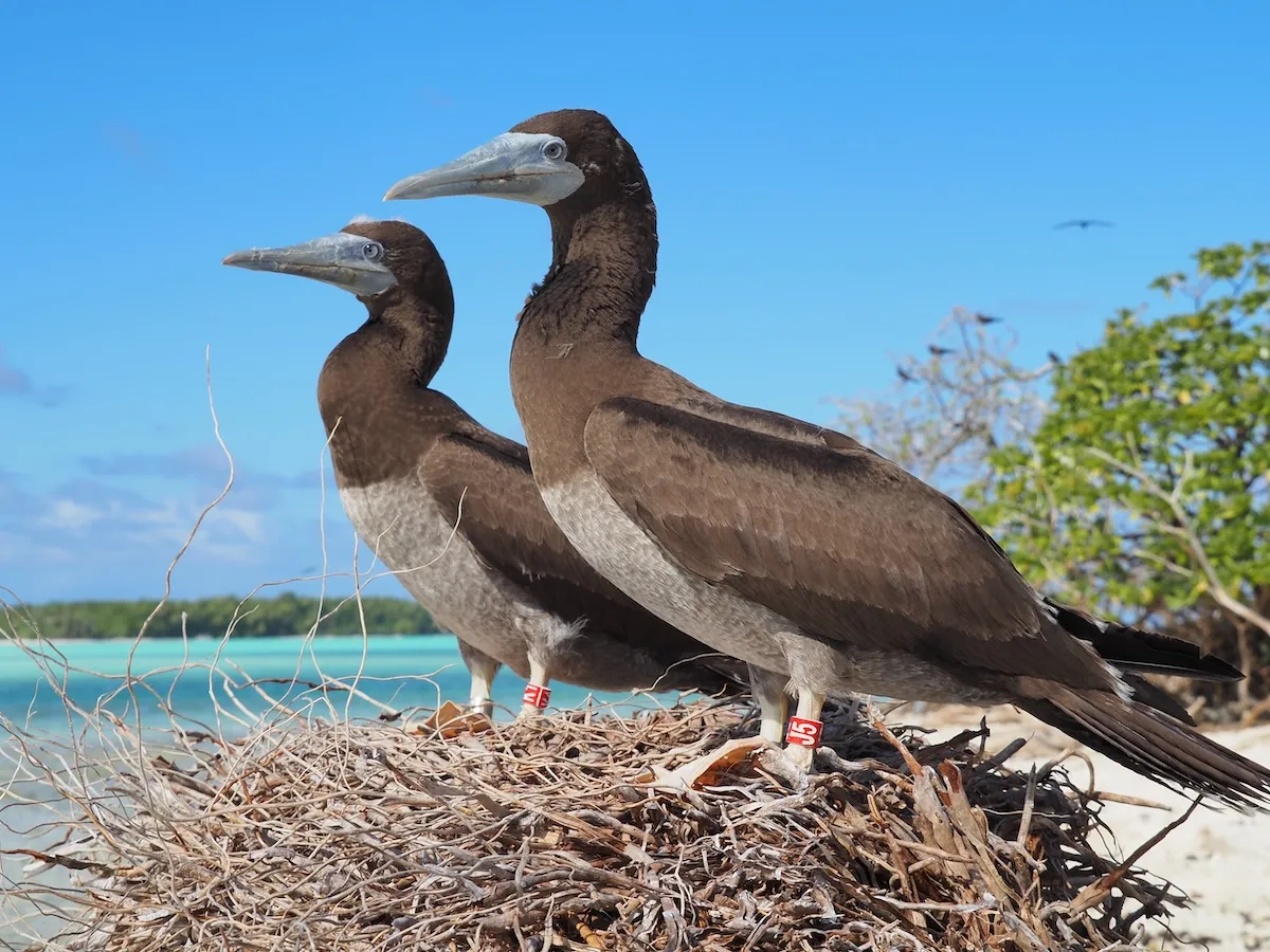 2 banded boobies