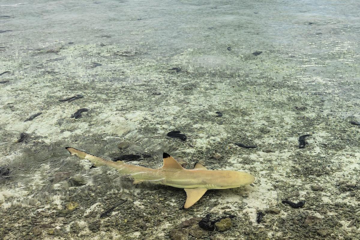 blacktip shark photo:Mark Stone