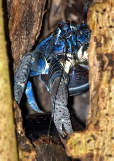 coconut crab in a tree