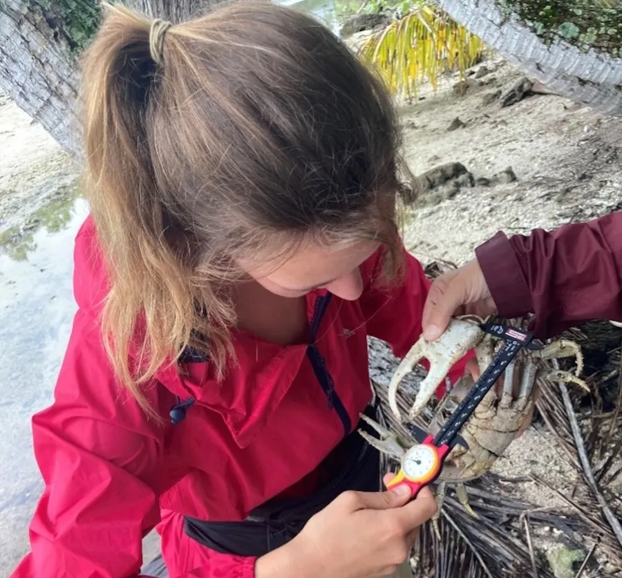 Marking and measuring a ghost crab