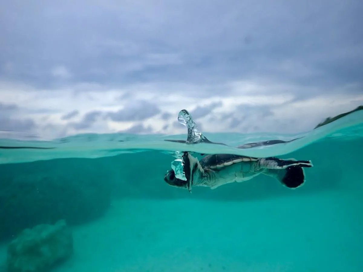 just keep swimming, little green turtle