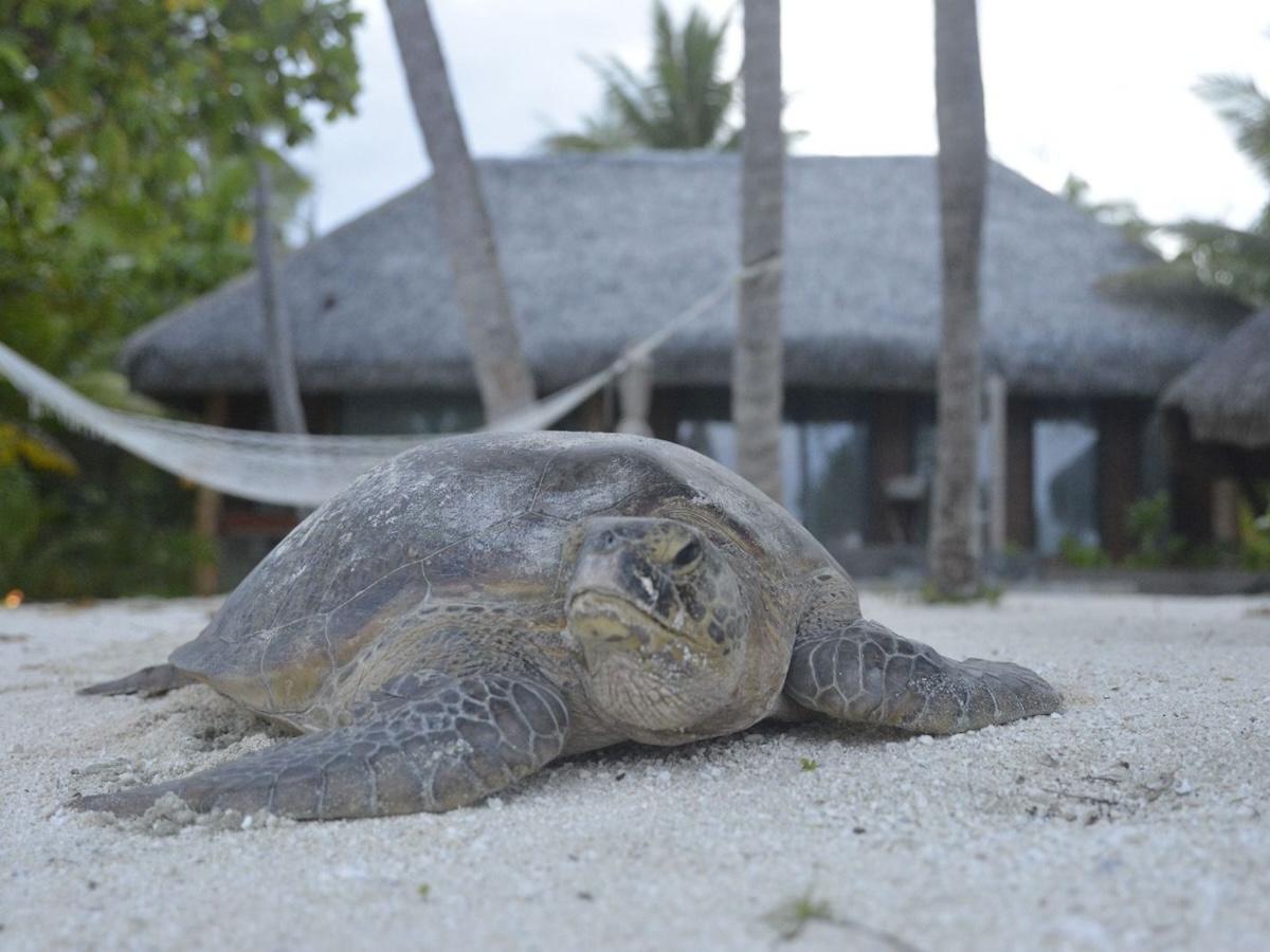 adult green turtle on Onetahi, Tetiaroa atoll