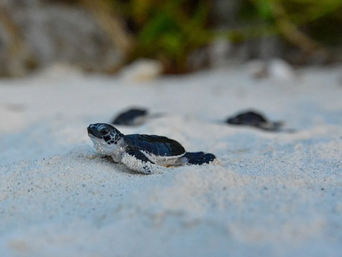 tiny green turtles on the way to the sea