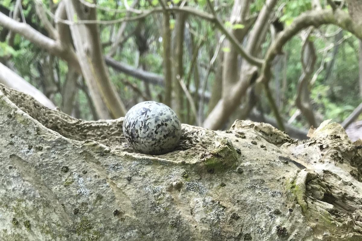 white tern egg