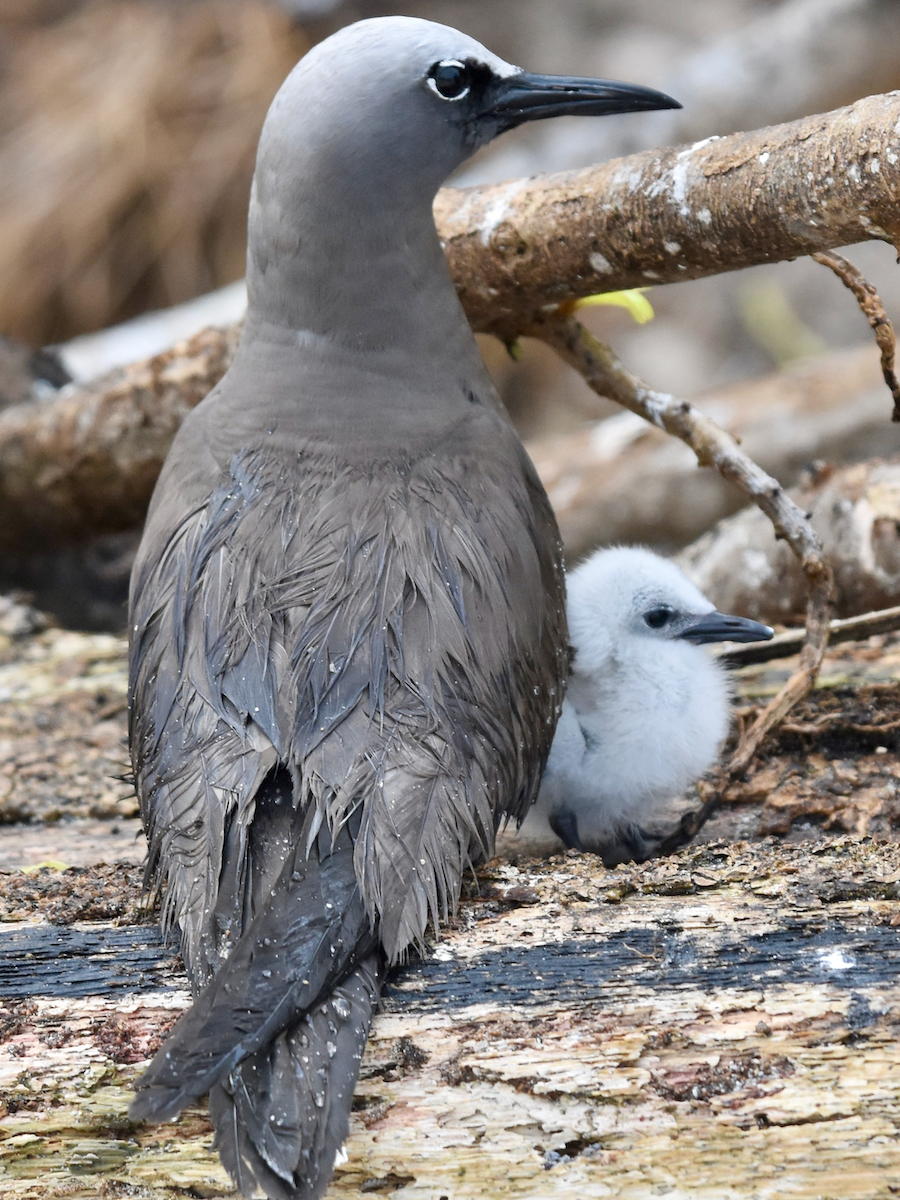 brown noddy and chick