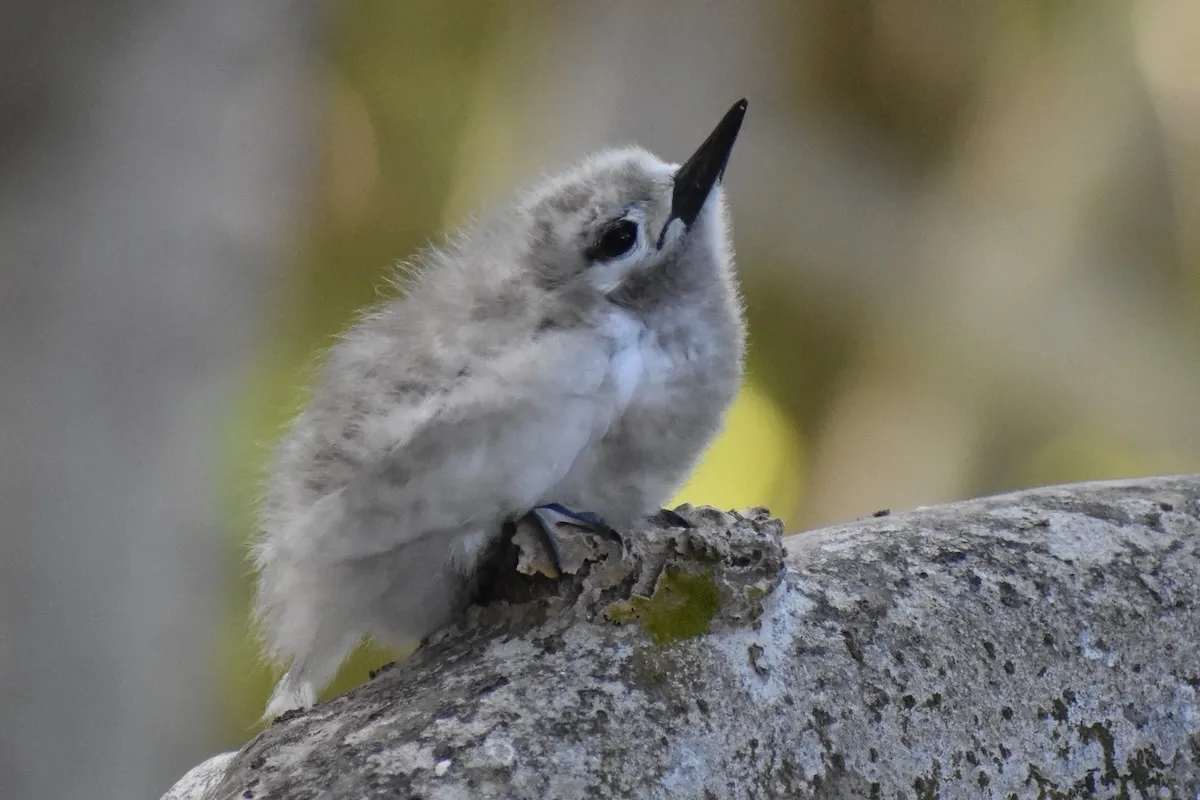 white tern chick