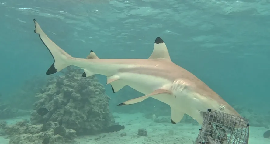 blacktip shark