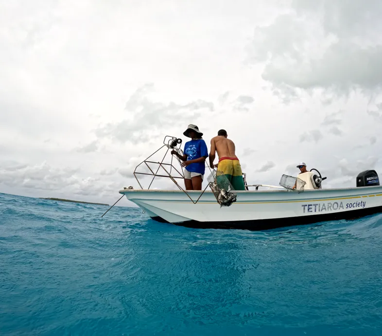 shark research