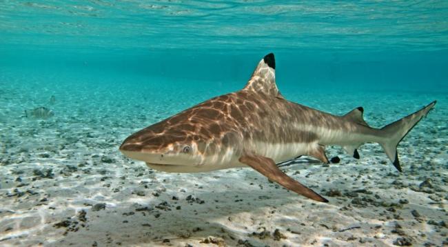 Adult blacktip reef shark