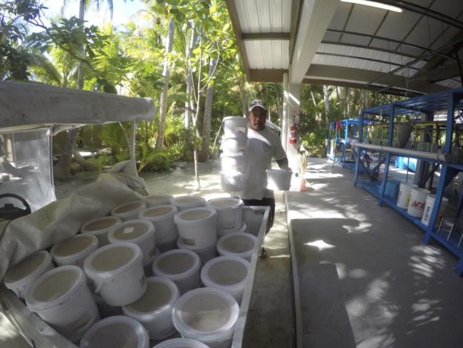 Loading male mosquito release buckets onto cart