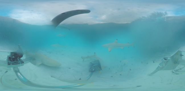 shark observation in 360º