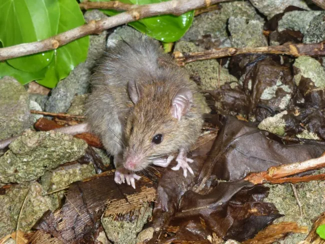 Rattus exulans sur motu Reiono