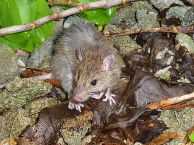 Rattus exulans on motu Reiono