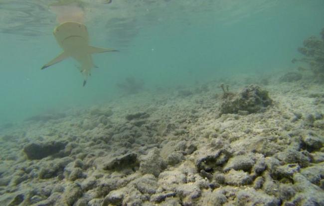 Baby blacktip reef shark