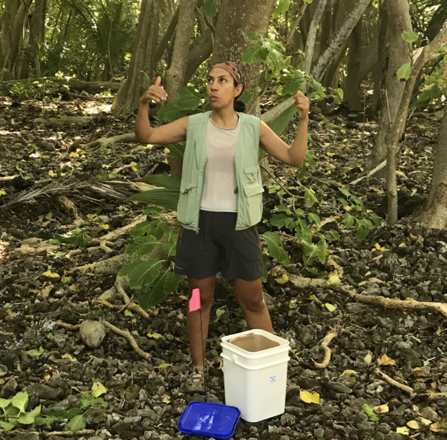 Un membre de l'équipe de restauration de l'habitat au travail sur Tetiaroa