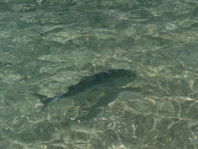 A friendly Tetiaroa trevally 