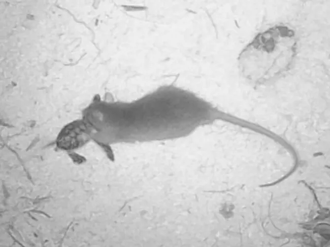 Un rat en action sur l'atoll