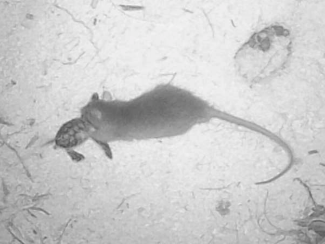 A rat in action on the atoll