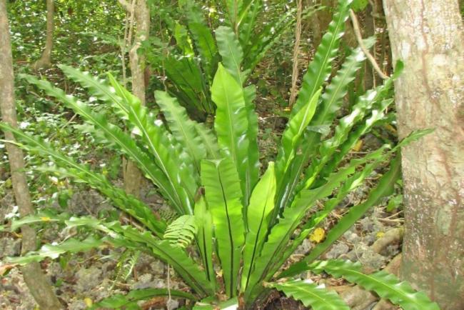 Asplenium nidus